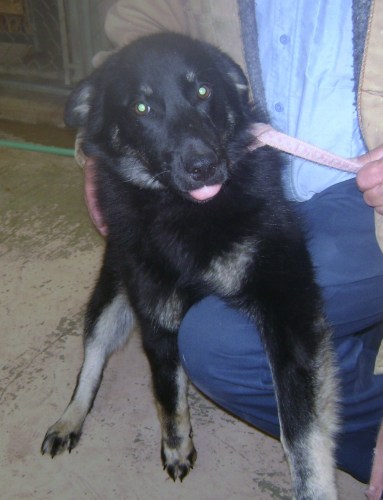 Other Photos of thie Dog