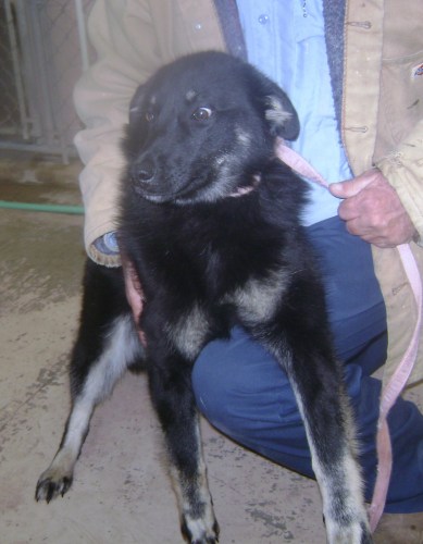 Other Photos of thie Dog