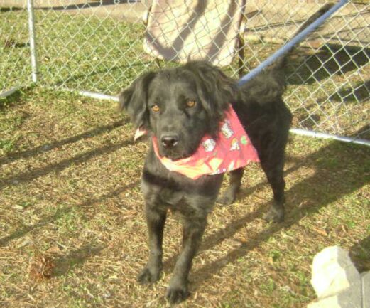 Other Photos of thie Dog