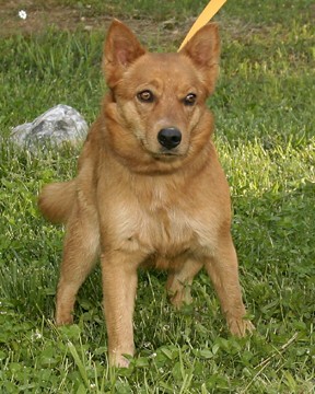 Other Photos of thie Dog