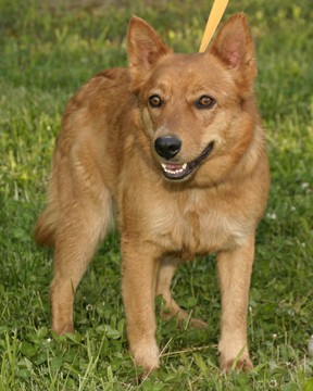 Other Photos of thie Dog