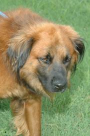 Other Photos of thie Dog