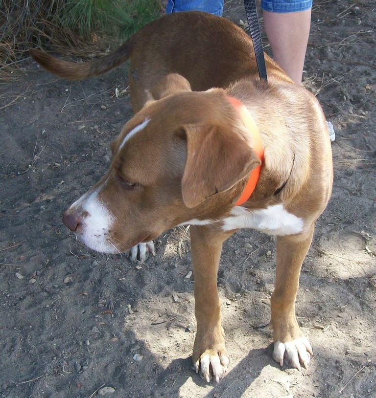 Other Photos of thie Dog