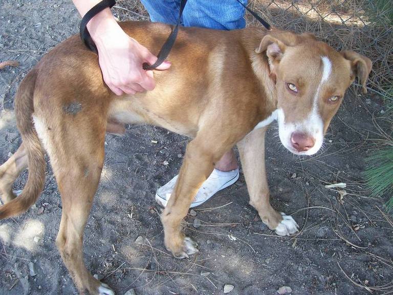 Other Photos of thie Dog