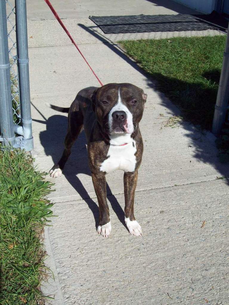 Other Photos of thie Dog