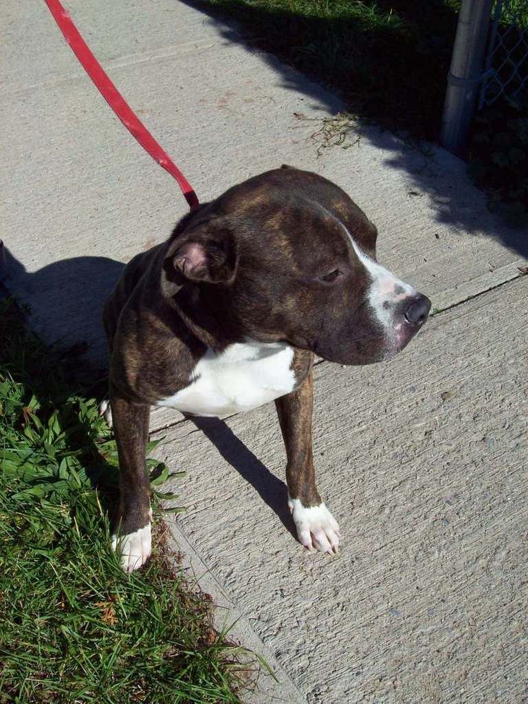 Other Photos of thie Dog