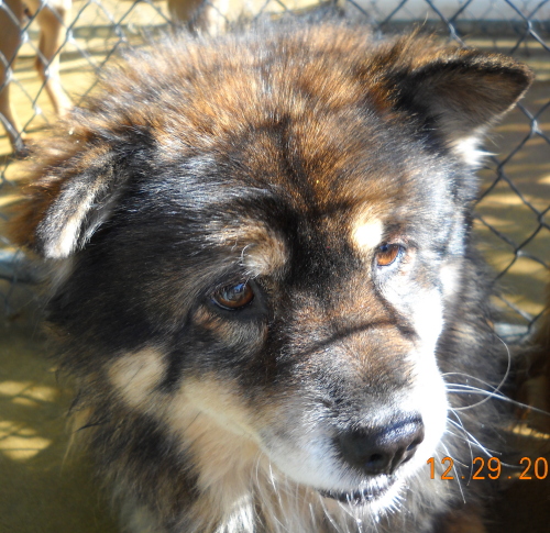 Main Photo of this Dog