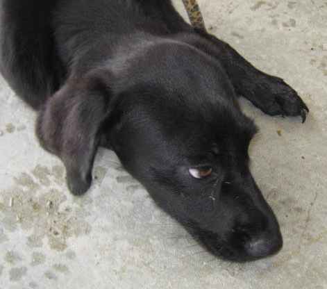 Other Photos of thie Dog