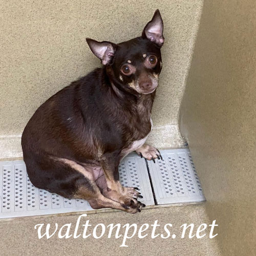 Main Photo of this Dog