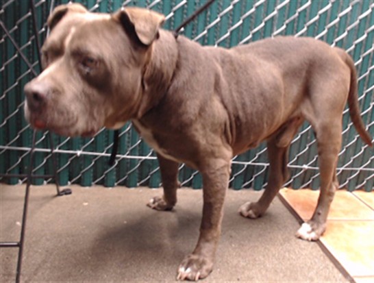 Other Photos of thie Dog