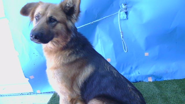 Tessa, a German Shepherd, available for adoption