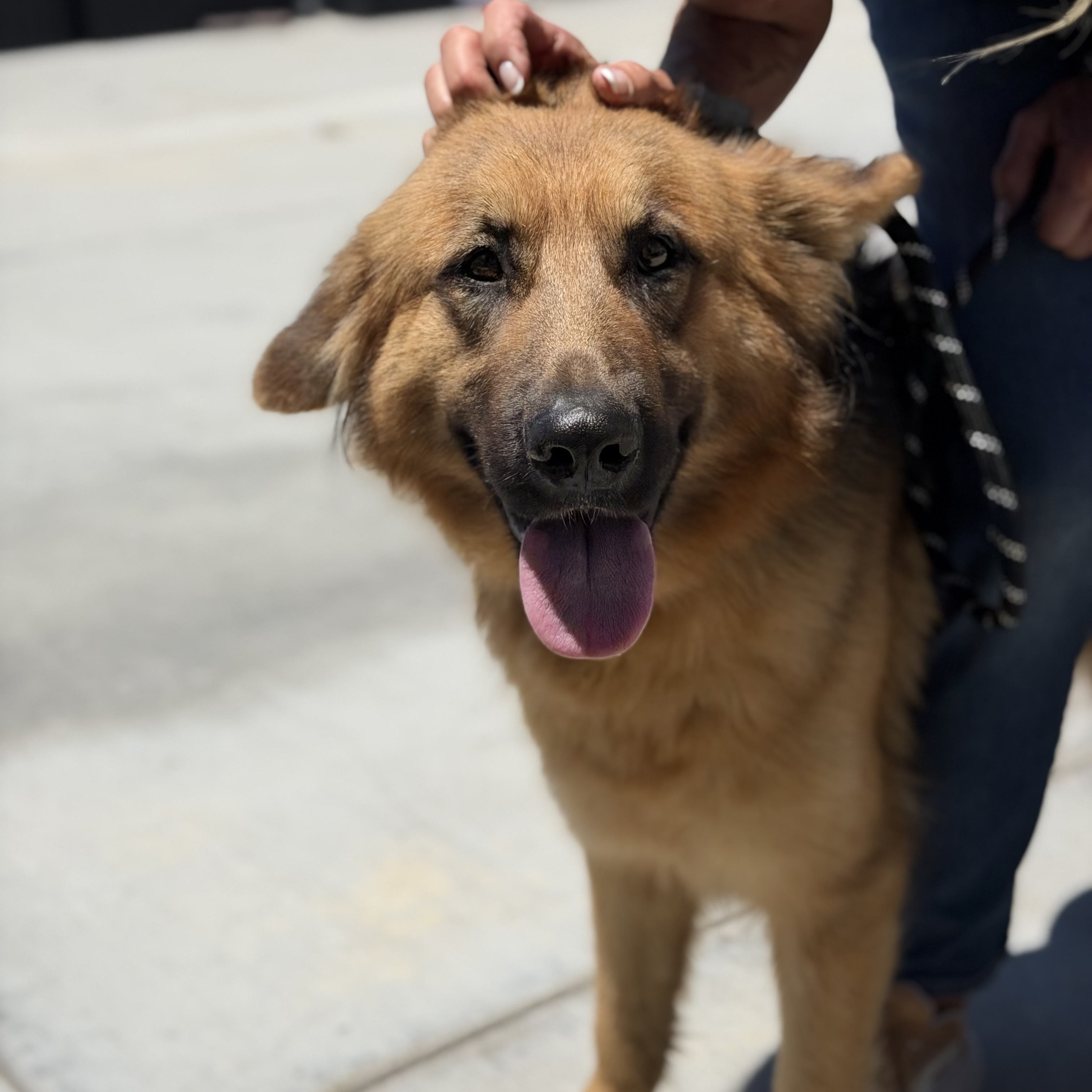 Tessa, a German Shepherd, available for adoption