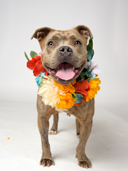 Dee, a Pit Bull Terrier, available for adoption