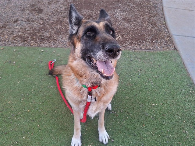 Rose, a German Shepherd, available for adoption