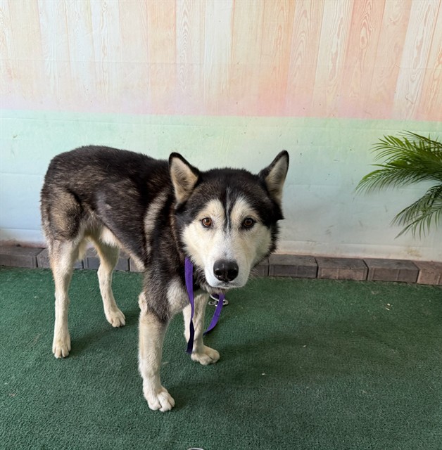 Turner, a Siberian Husky, available for adoption