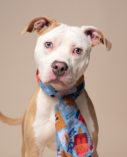 Duece, a Pit Bull Terrier, available for adoption