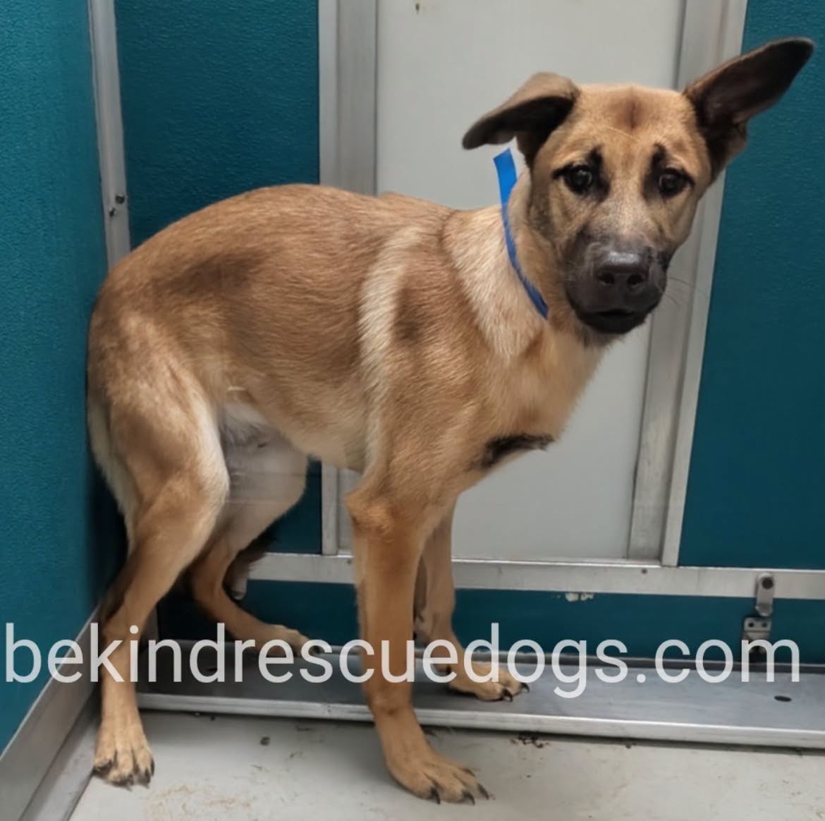 A478299, a German Shepherd, available for adoption