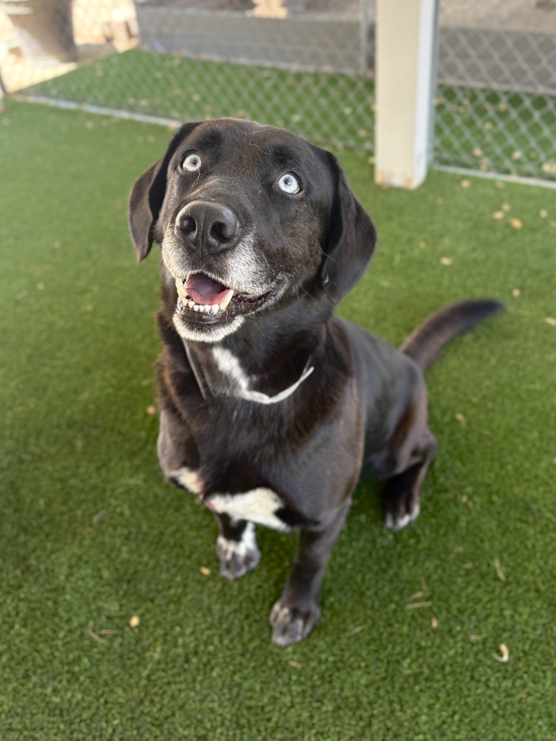 Adoptable pet photo