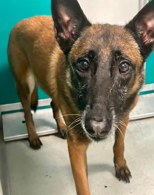 Jerry Lee, a Belgian Shepherd Malinois, available for adoption