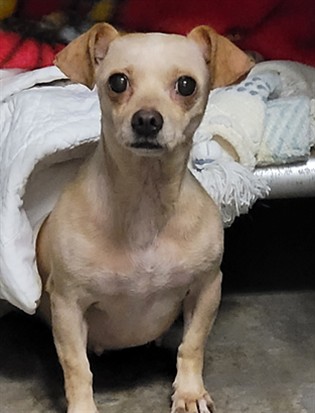 Selena, a Chihuahua, available for adoption