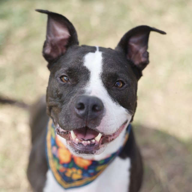 Zeus, a American Staffordshire Terrier, available for adoption