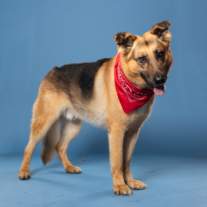 Maui, a German Shepherd, available for adoption