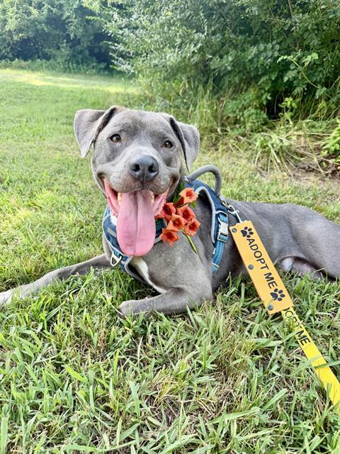 Prince, a Pit Bull Terrier, available for adoption