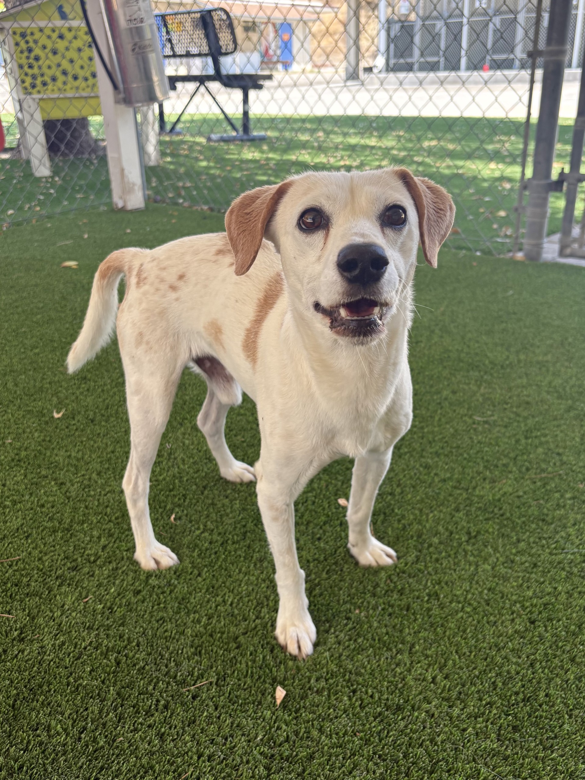 Adoptable pet photo