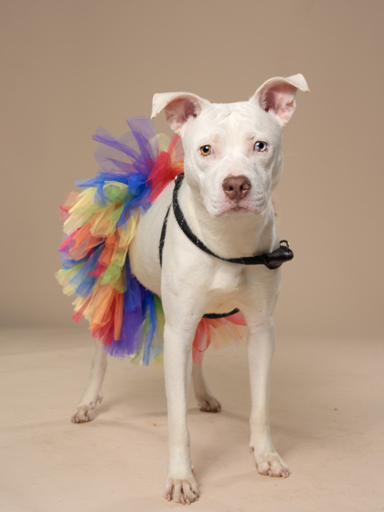 Snow, a Pit Bull Terrier (mix breed), available for adoption
