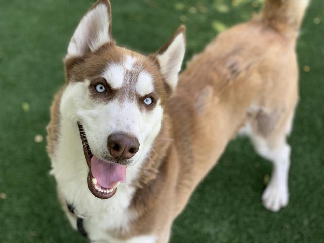 Husky (mix breed) available for adoption
