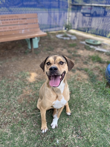 Adoptable pet photo