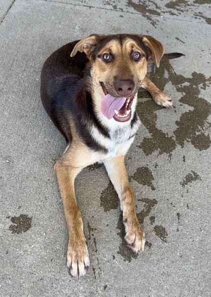 Adoptable pet photo