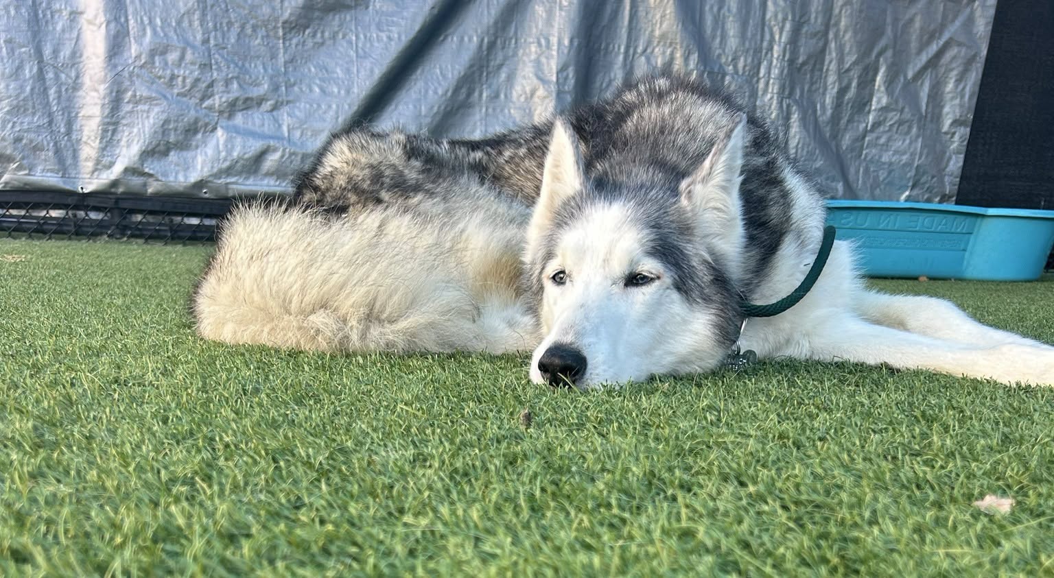Adoptable pet photo