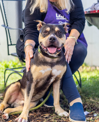 Adoptable pet photo