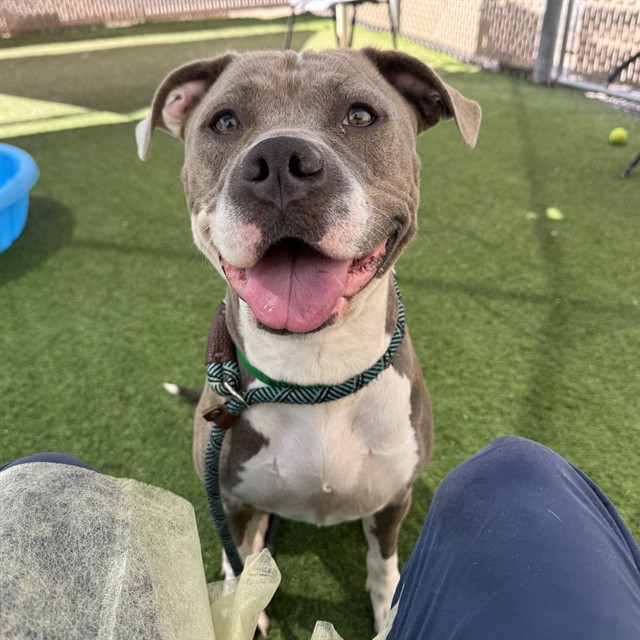 Adoptable pet photo