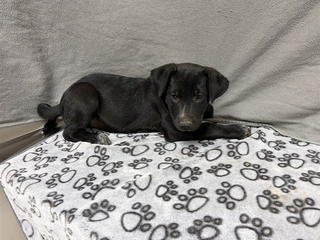 Adoptable pet photo