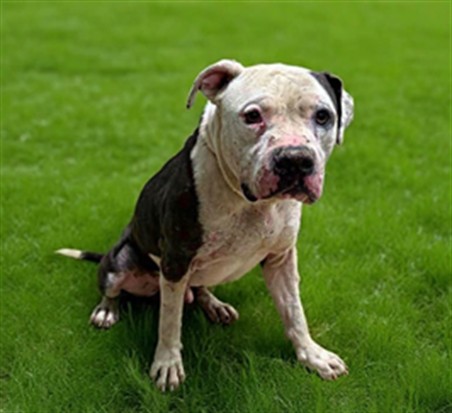 Pit Bull Terrier available for adoption