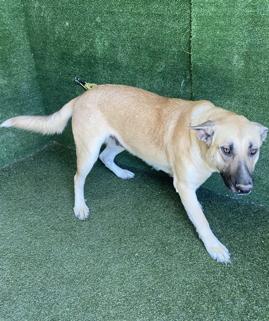 Dixie, a German Shepherd, available for adoption