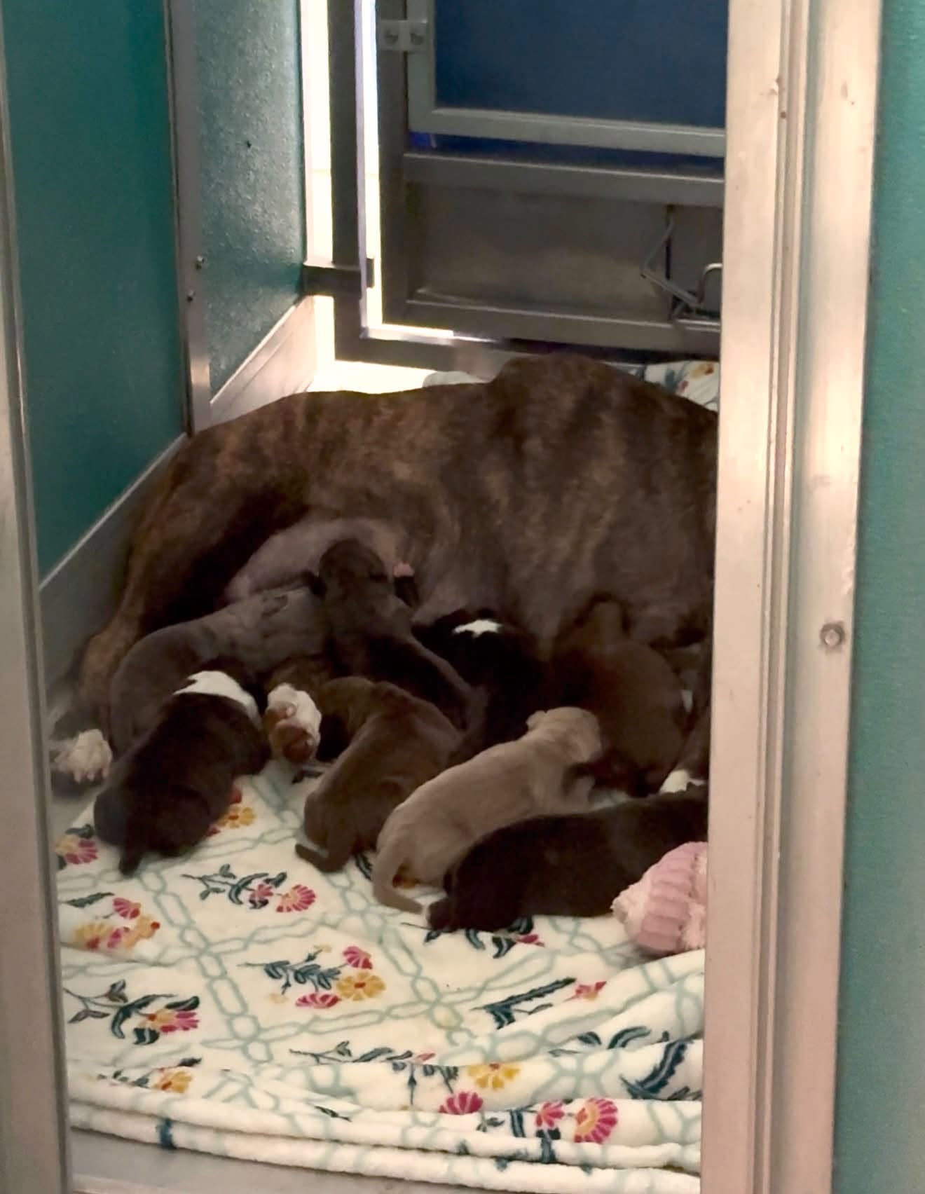Mom + Puppies, a Staffordshire Bull Terrier, available for adoption