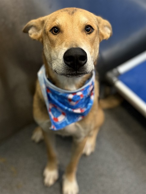 Darius, a Retriever (mix breed), available for adoption