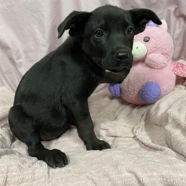 Charlotte, a Border Collie, available for adoption