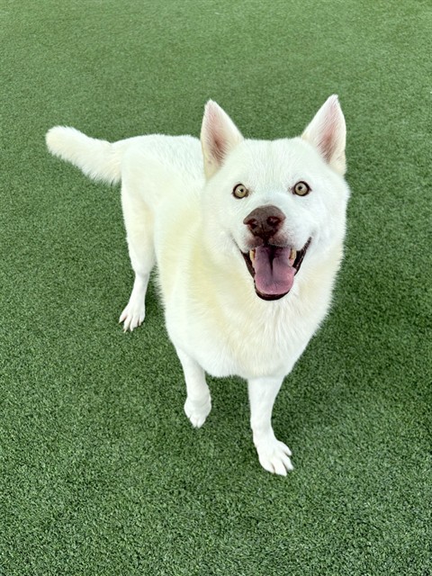 Phillip, a Siberian Husky, available for adoption