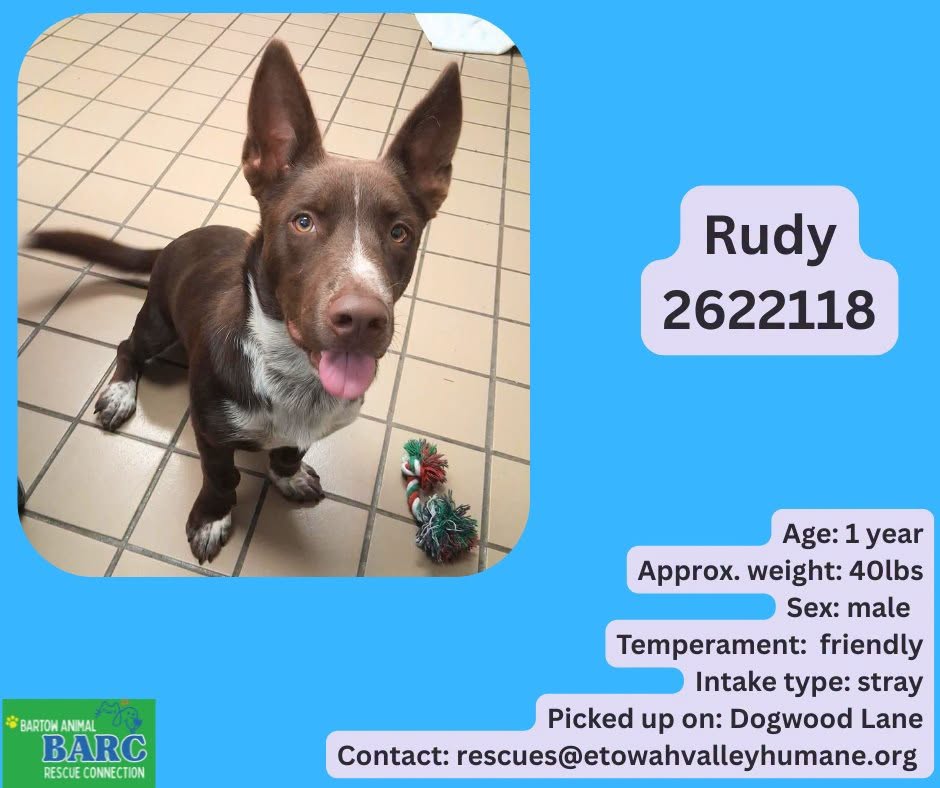Rudy, a Shepherd, available for adoption
