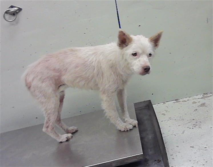 Serenity, a Wheaten Terrier (mix breed), available for adoption