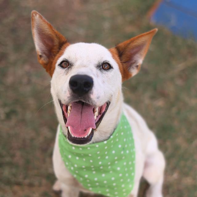 Spot, a Staffordshire Bull Terrier, available for adoption