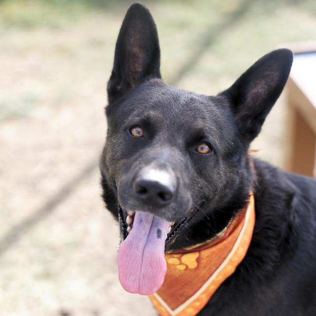 Logan, a Dutch Shepherd (mix breed), available for adoption