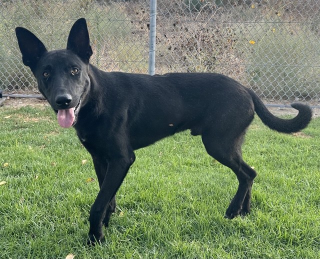 Cody, a Shepherd (mix breed), available for adoption