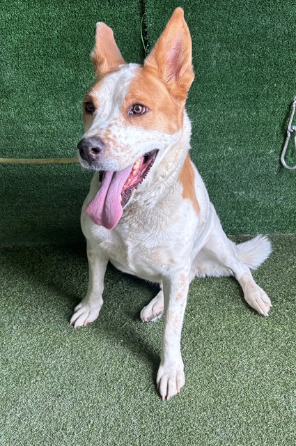 Toughy, a Australian Shepherd, available for adoption