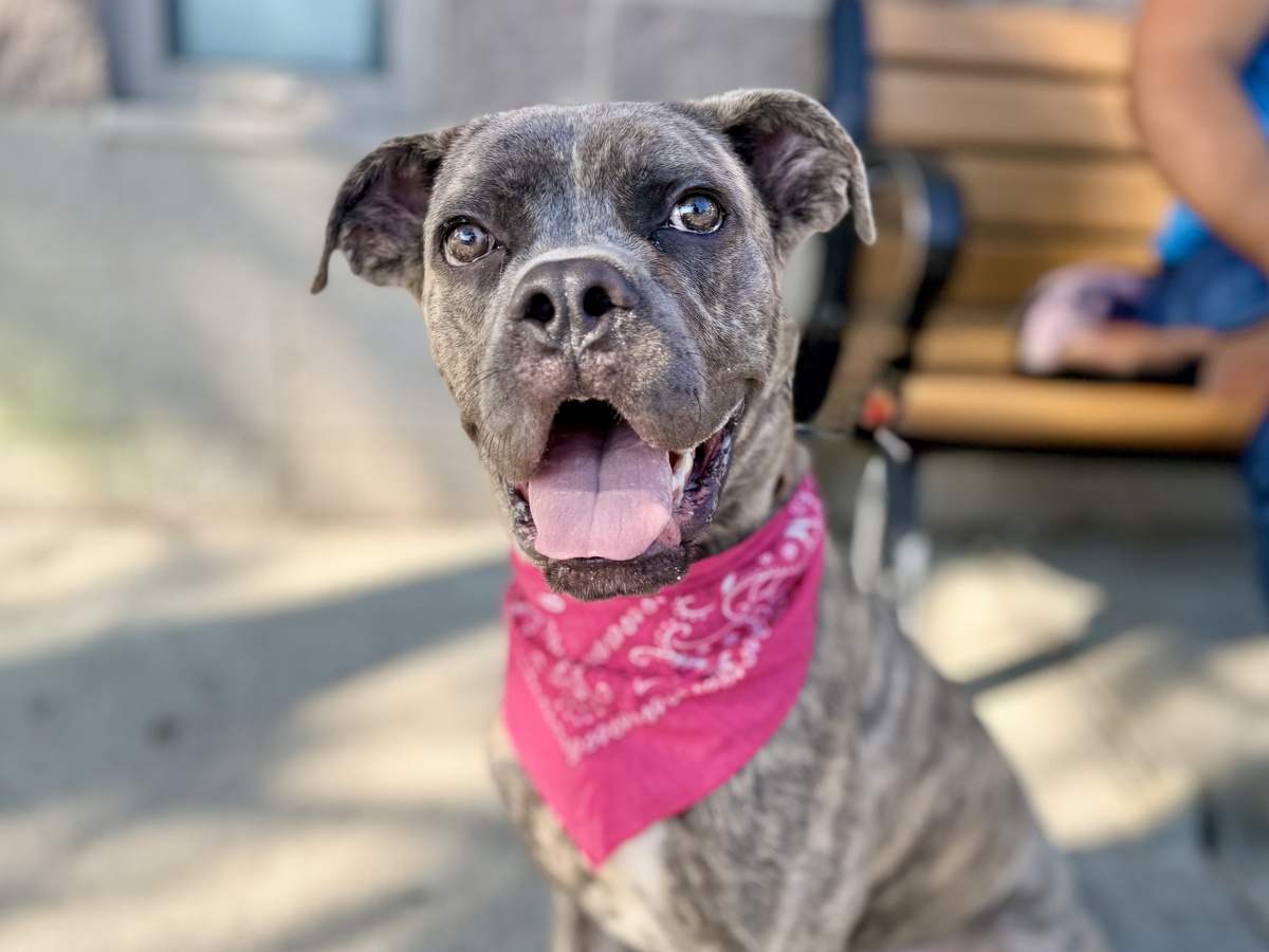 Chester, a American Bulldog, available for adoption