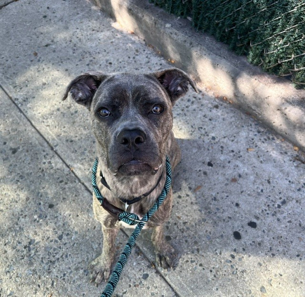 Other Photos of thie Dog
